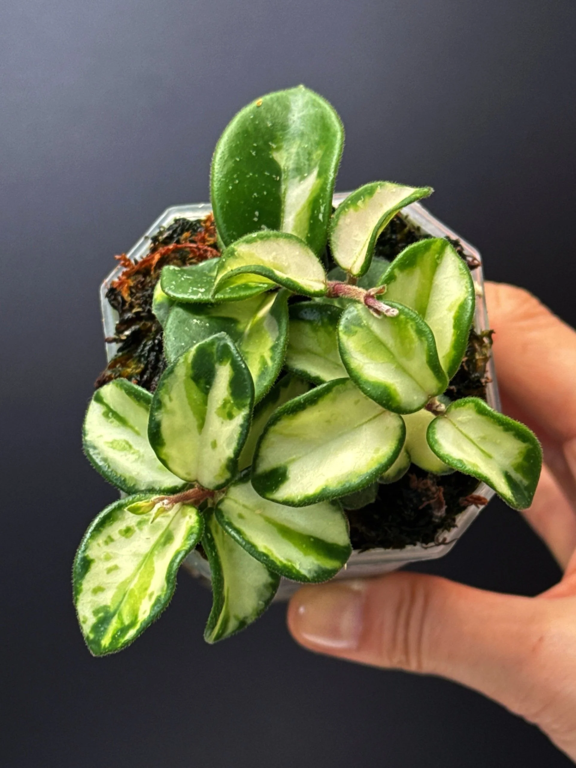 在庫ラスト ホヤ マチルダ Hoya mathilde variegata ② Hoya 'Mathilde